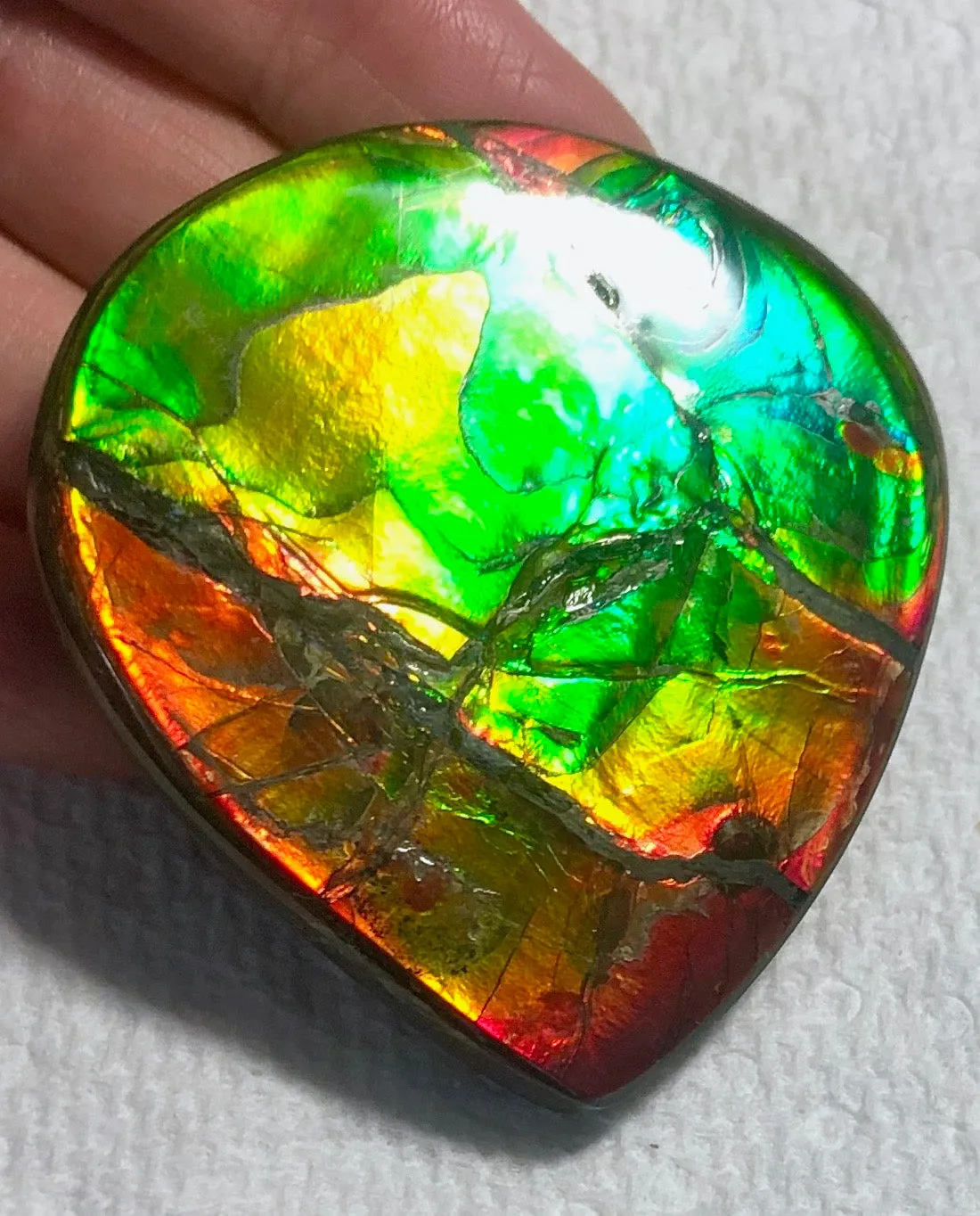 Certificate 54 x50x7㎜ 42.7g  Natural  Free Form . FFNT 134 Ammolite  ナチュラル　ルース　アンモライト フリーフォーム