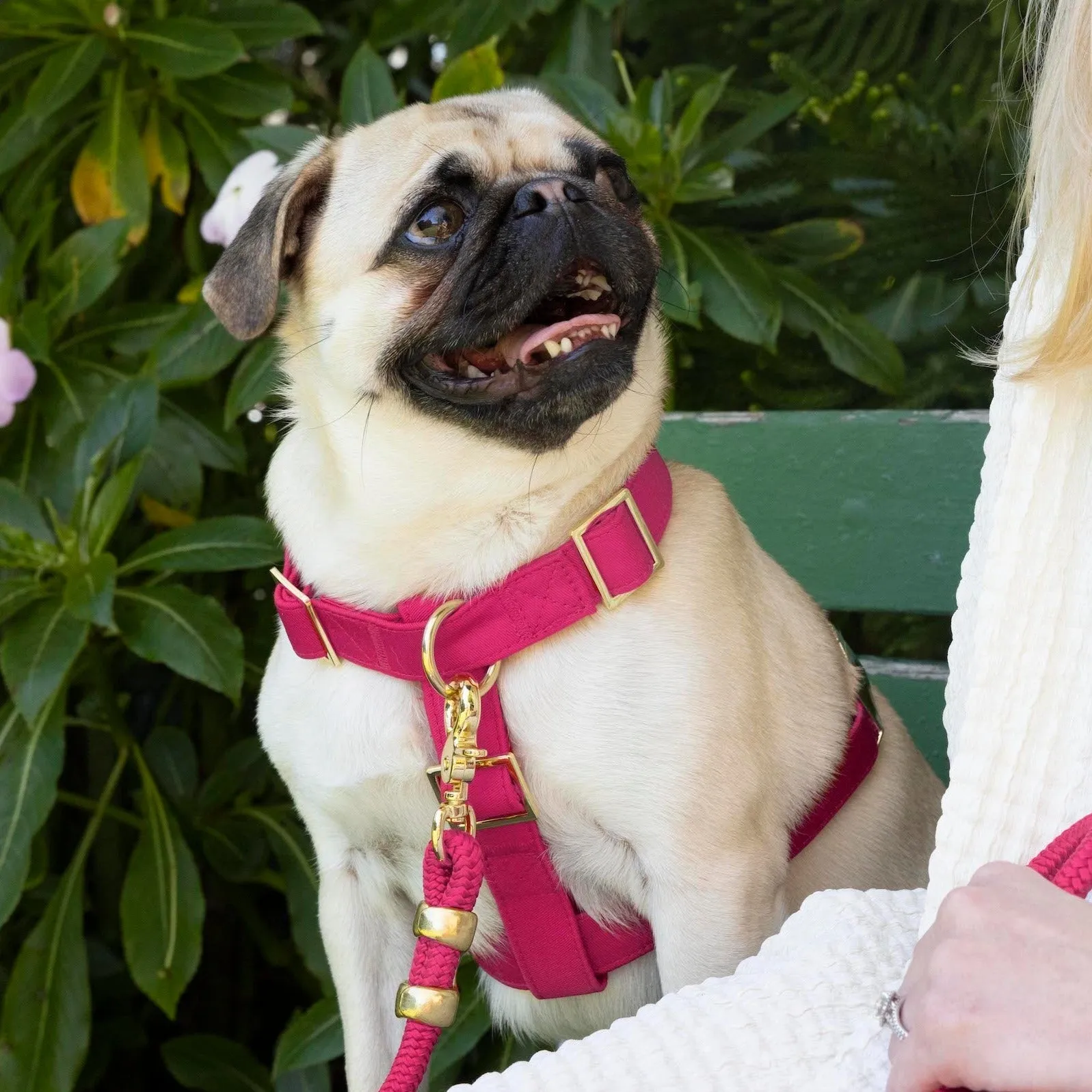 Hot Pink Dog Harness