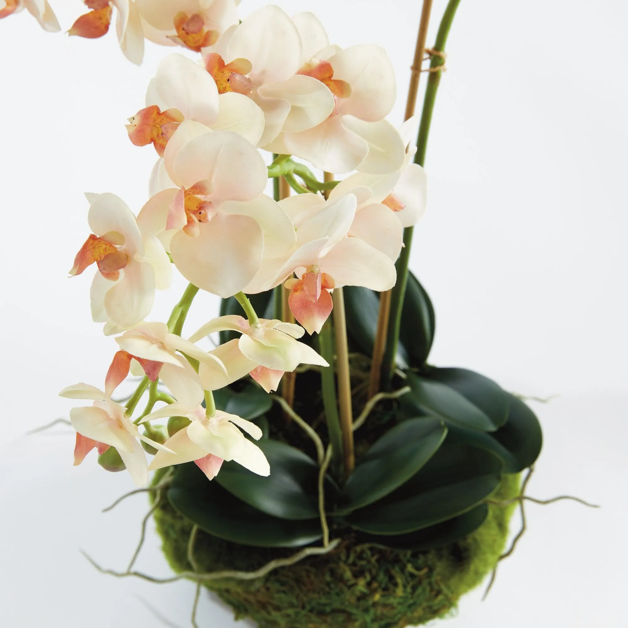 Phalaenopsis 16" Mini Garden Drop In