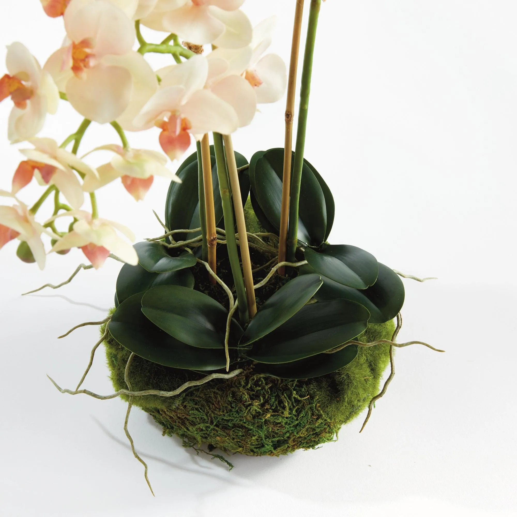 Phalaenopsis 16" Mini Garden Drop In