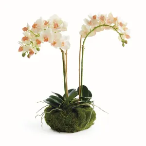 Phalaenopsis 16" Mini Garden Drop In