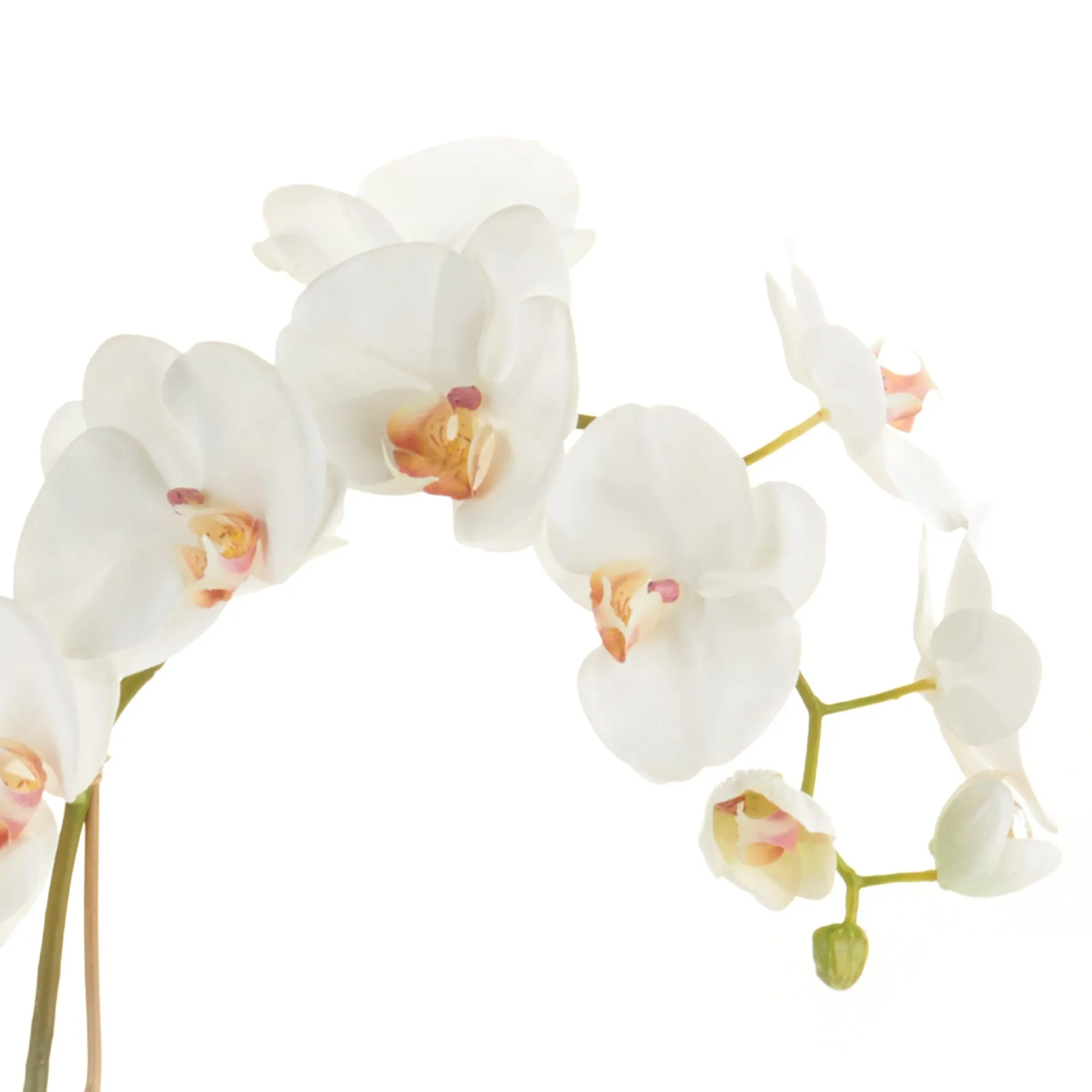 Phalaenopsis Orchid Drop In 26"
