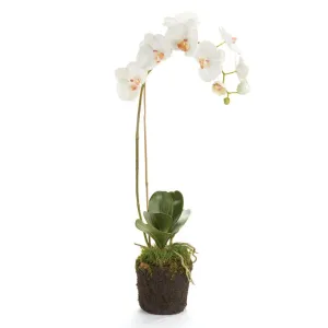 Phalaenopsis Orchid Drop In 26"
