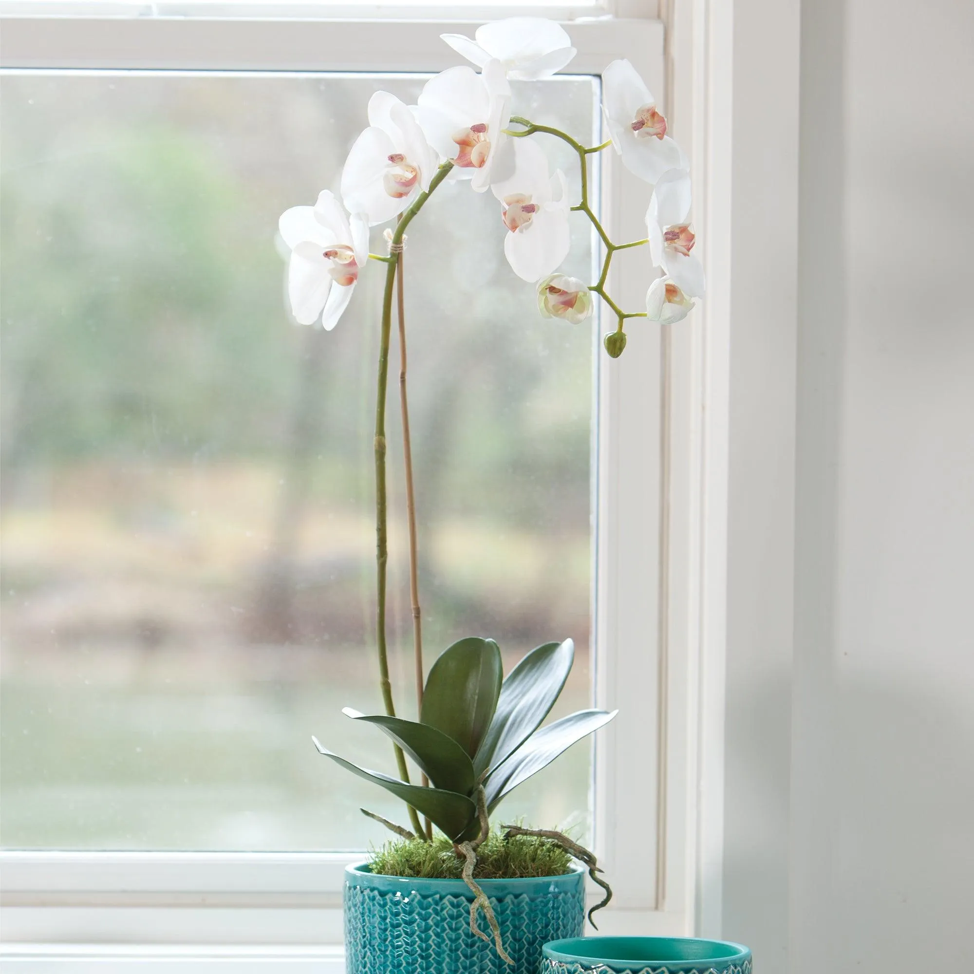 Phalaenopsis Orchid Drop In 26"