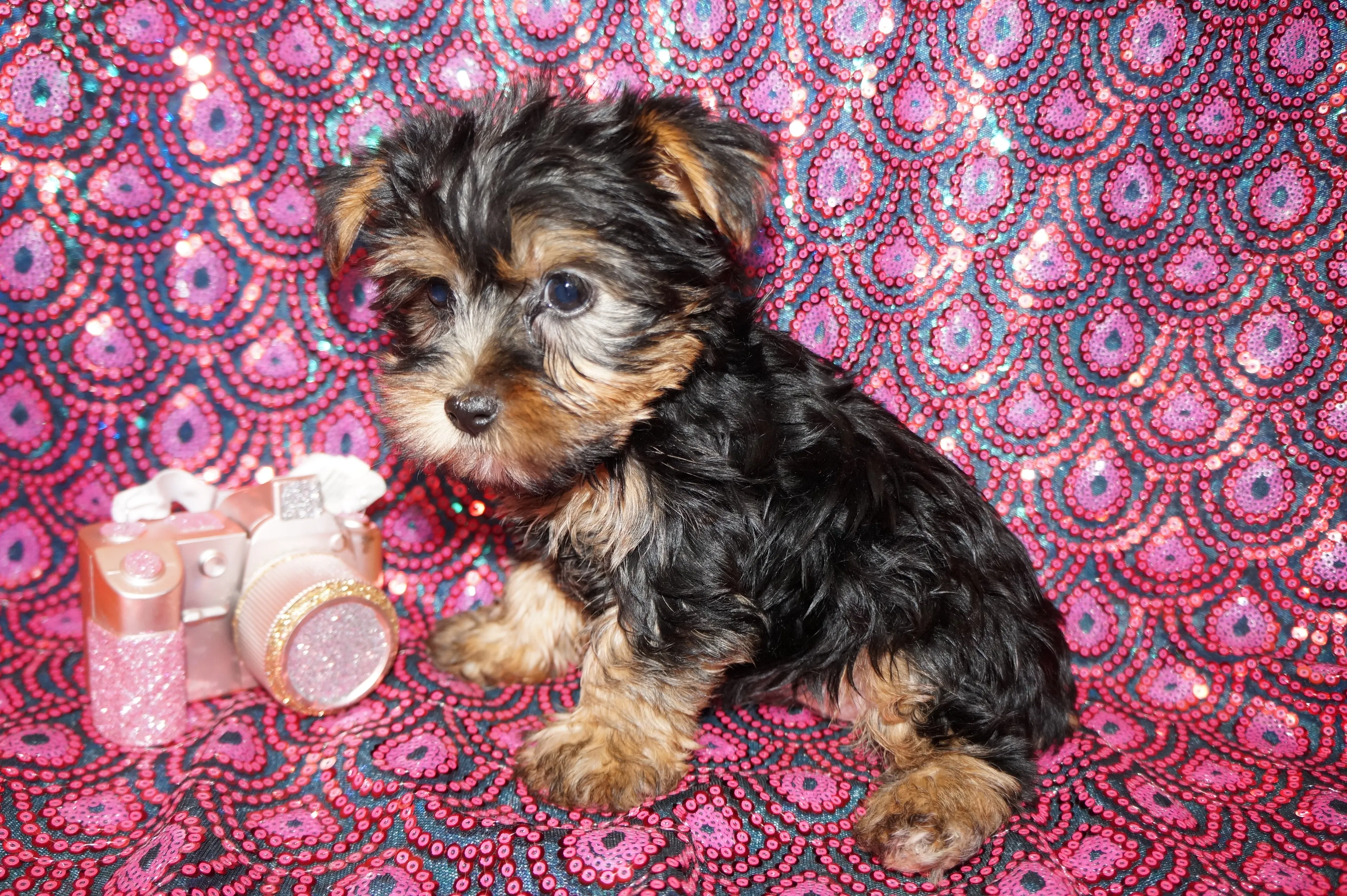 SOLD!! Pepper Yorkie Yorkshire Terrier Female Born 11-13-2023 Click Here For More Info