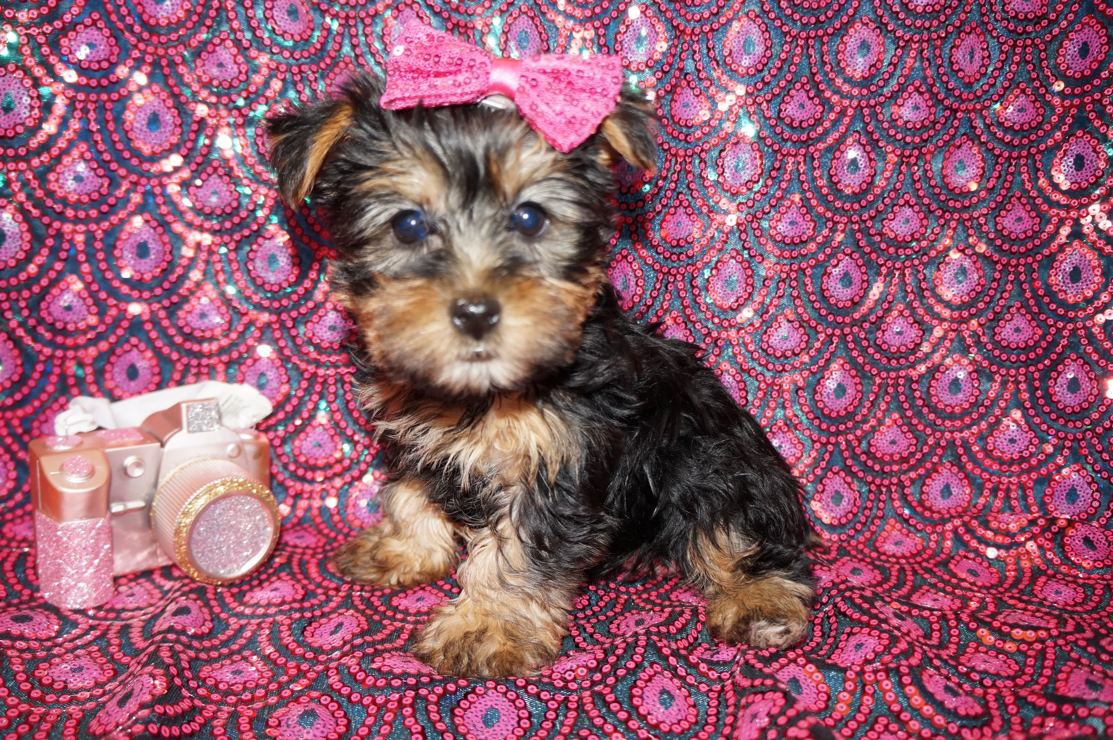 SOLD!! Pepper Yorkie Yorkshire Terrier Female Born 11-13-2023 Click Here For More Info