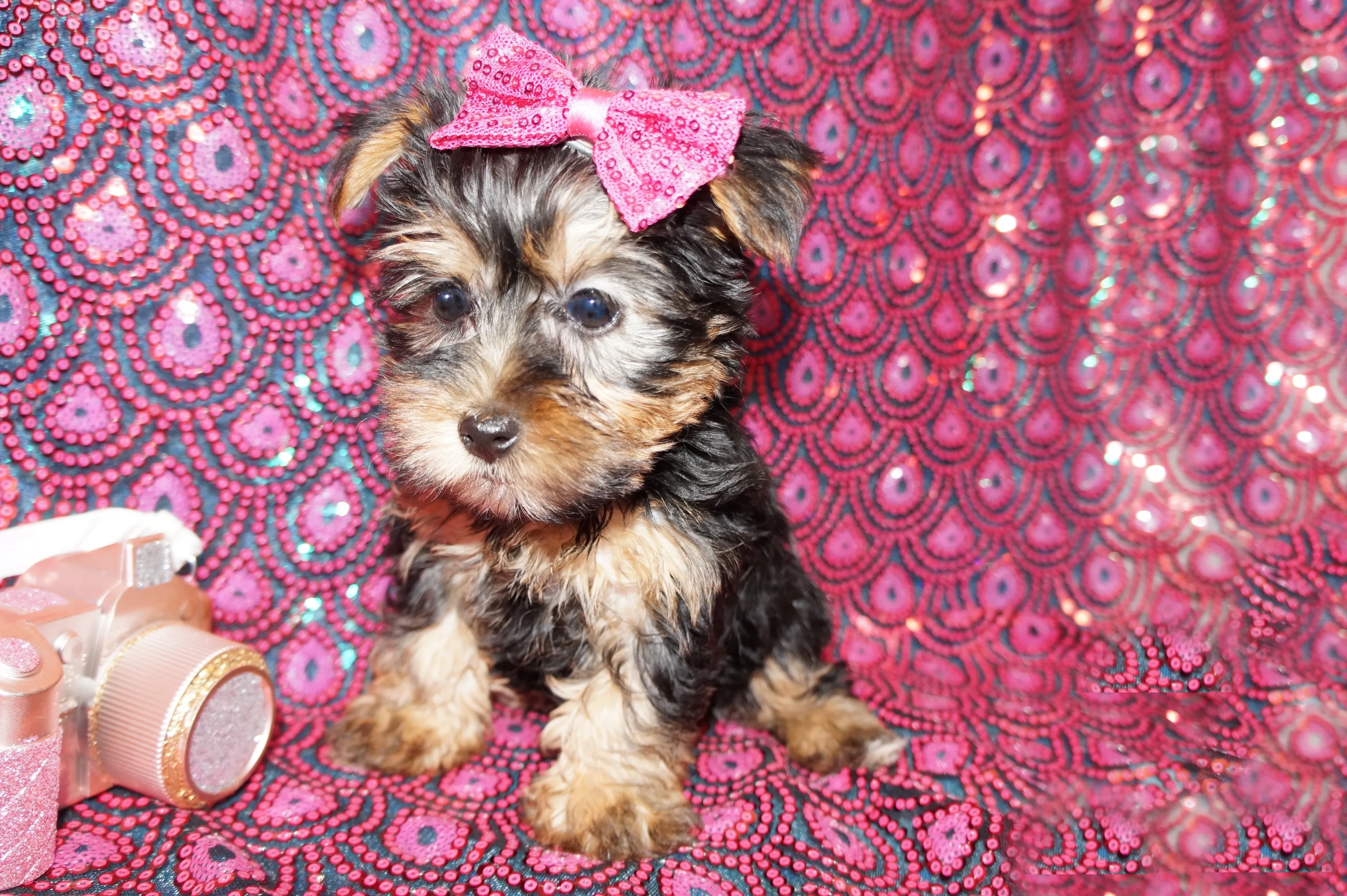 SOLD!! Pepper Yorkie Yorkshire Terrier Female Born 11-13-2023 Click Here For More Info