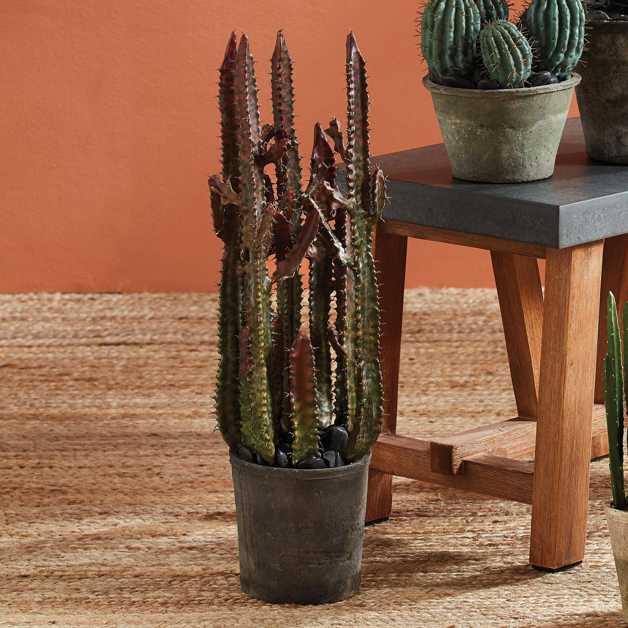Spurge Cactus Potted 27"